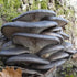 Blue Oyster Mushroom Plugs