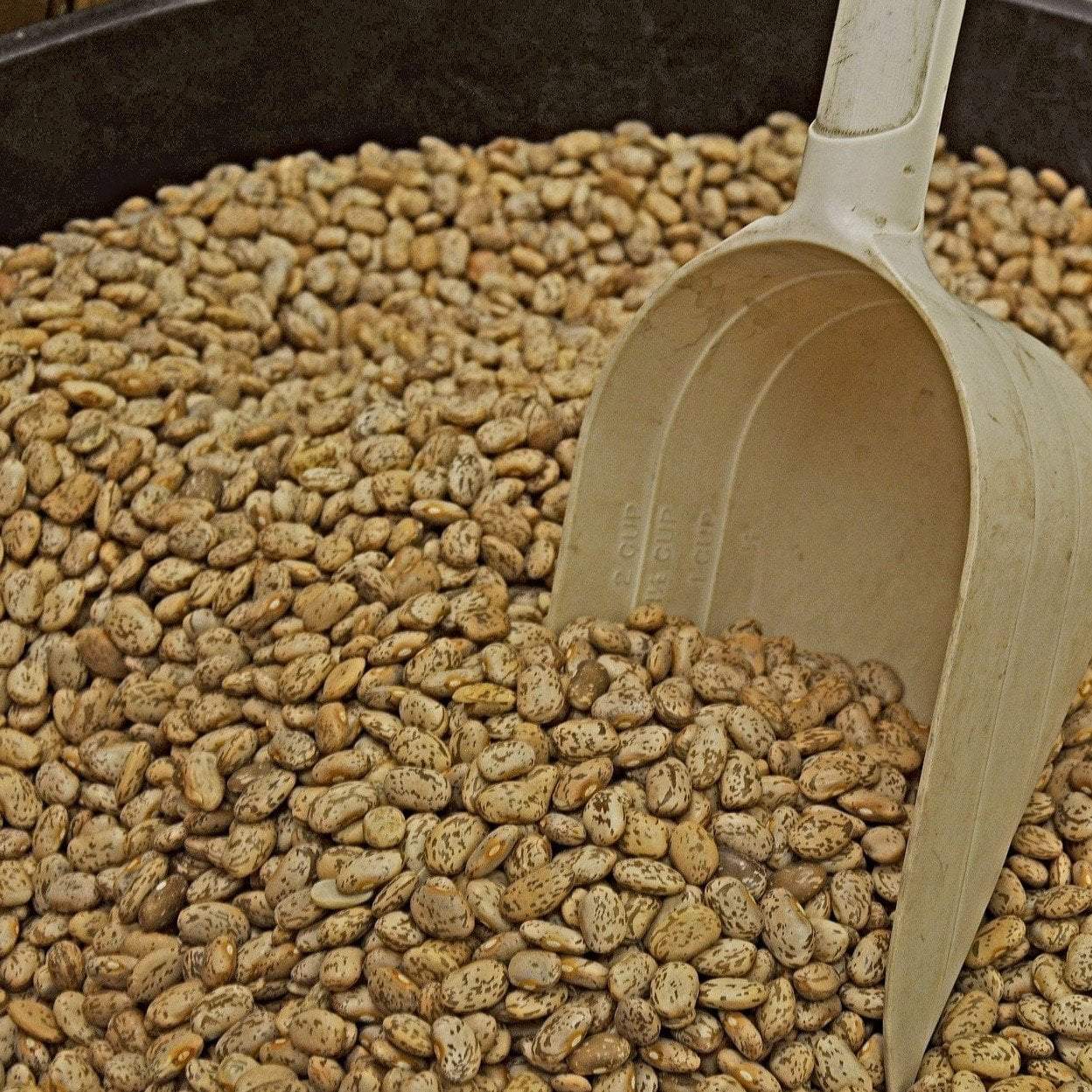 planting pinto bean seeds Drying Bean Seeds