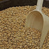 Drying Bean Seeds - Pinto