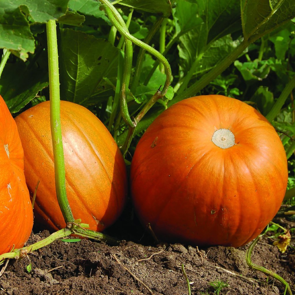 pumpkin seeds garden Pumpkin Seeds