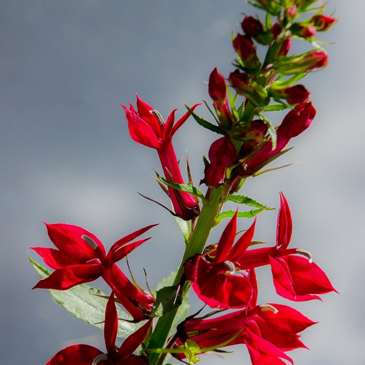 cardinal strawberry seeds Cardinal Flower seeds | Sow True Seed