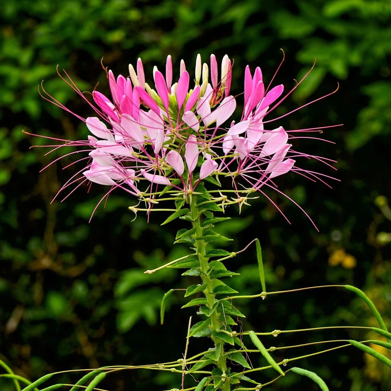 spider flower seeds Cleome Seeds