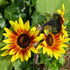 Sunflower Seeds - All Sorts Mix