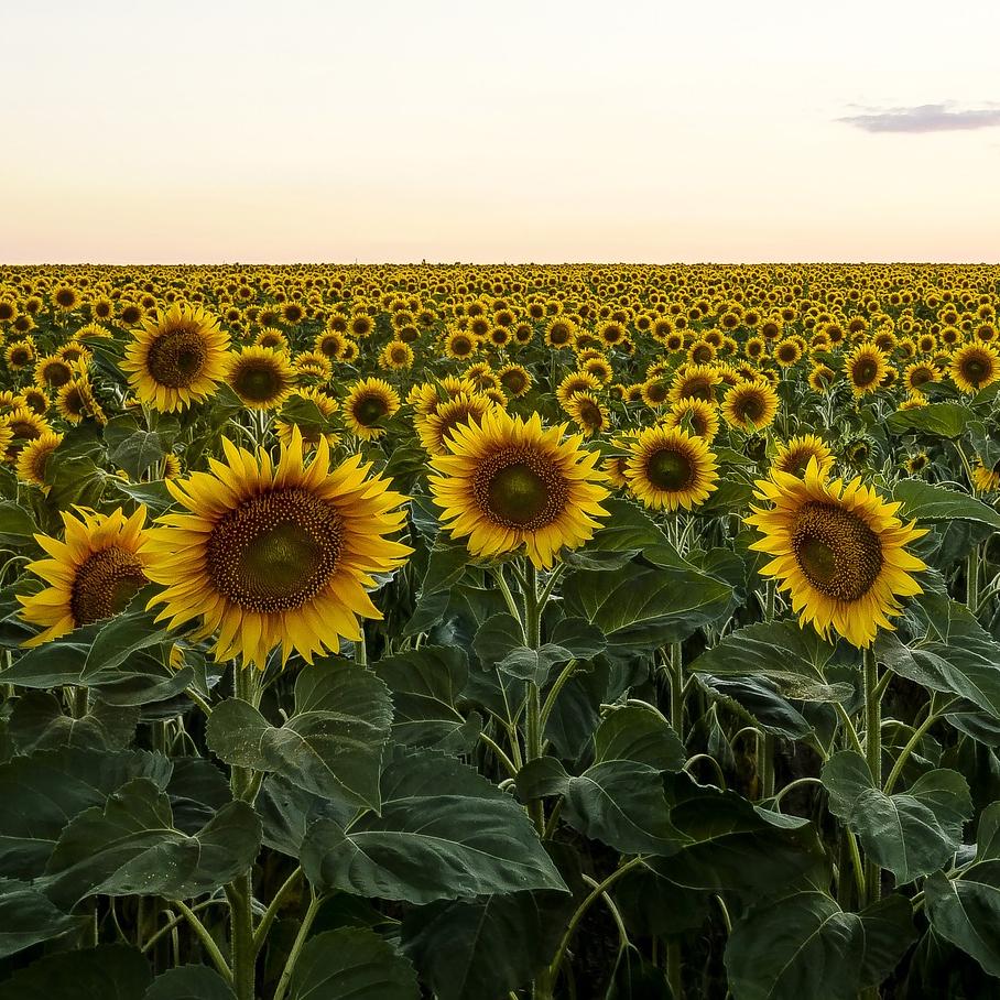 oil seed flower Cover Crop