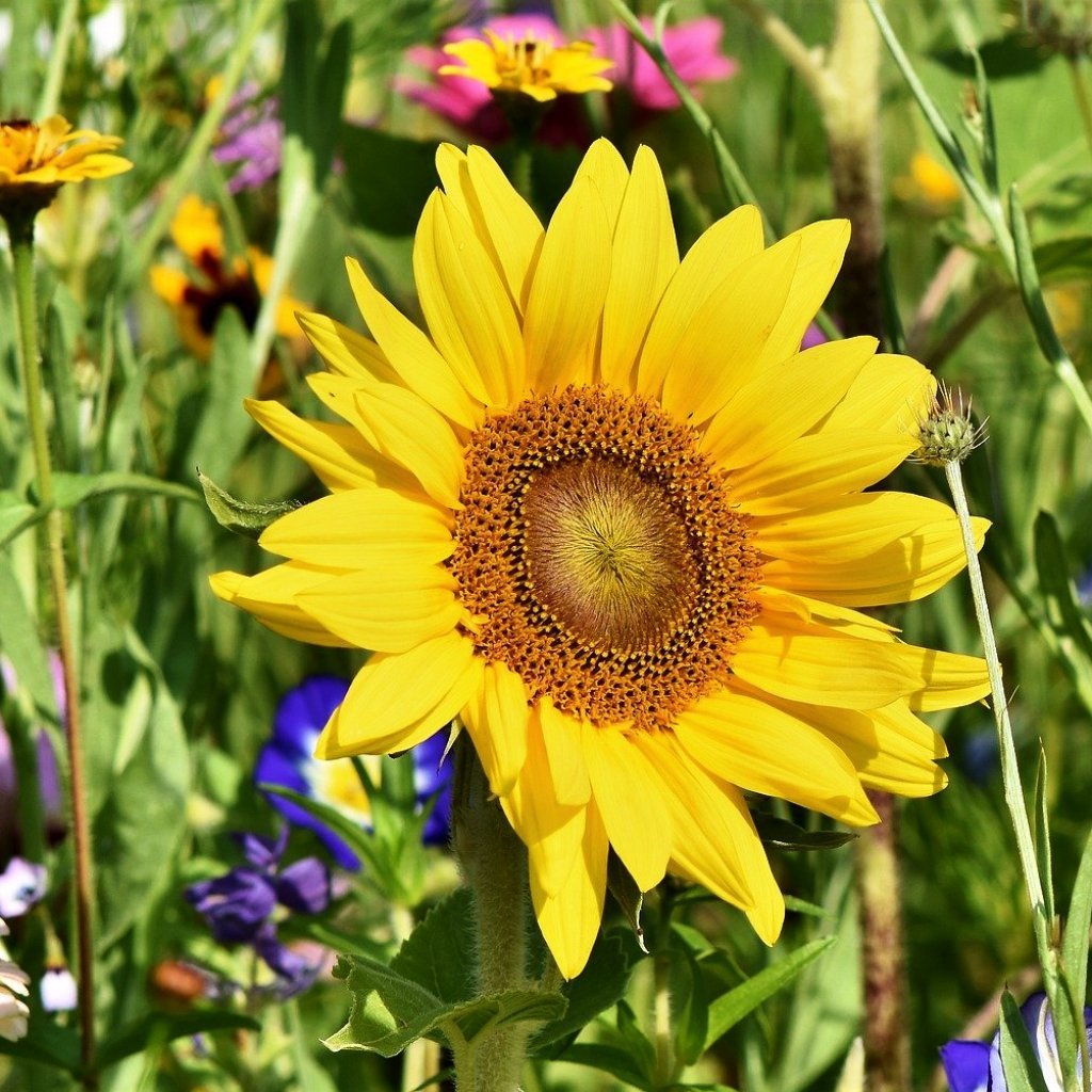 where to get sunflower seeds for planting Sunspot Dwarf Sunflower Seeds