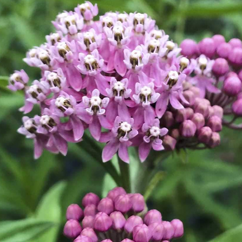 rose milkweed seeds Swamp Milkweed Seeds | Sow True Seed