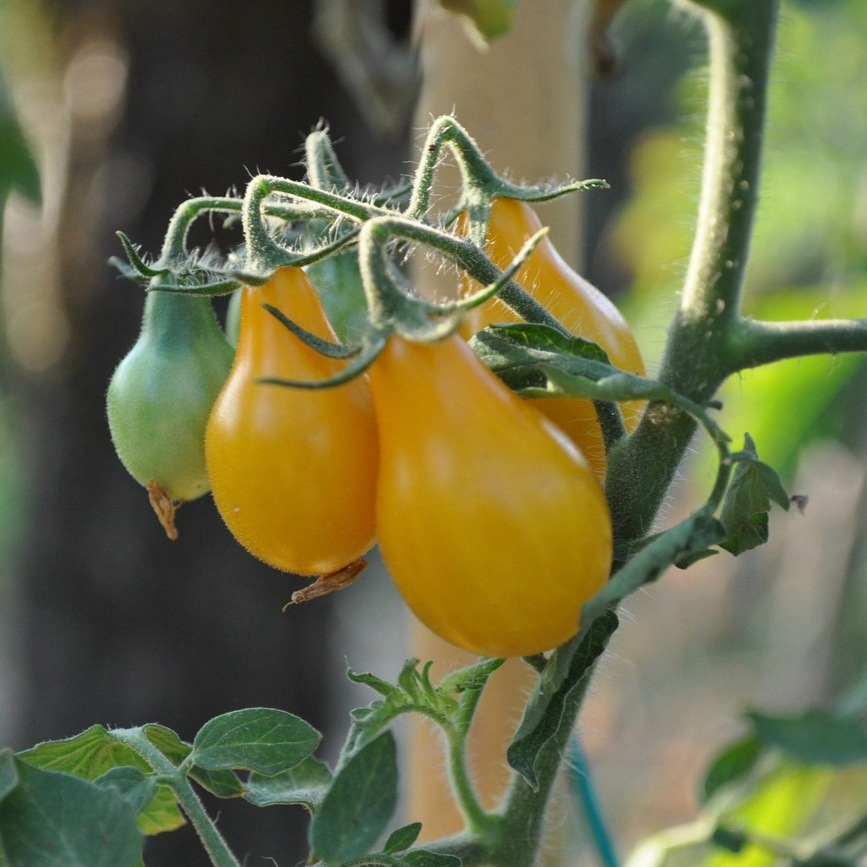 tomato plant from seed Yellow Pear Cherry Tomato Seeds | Sow True Seed