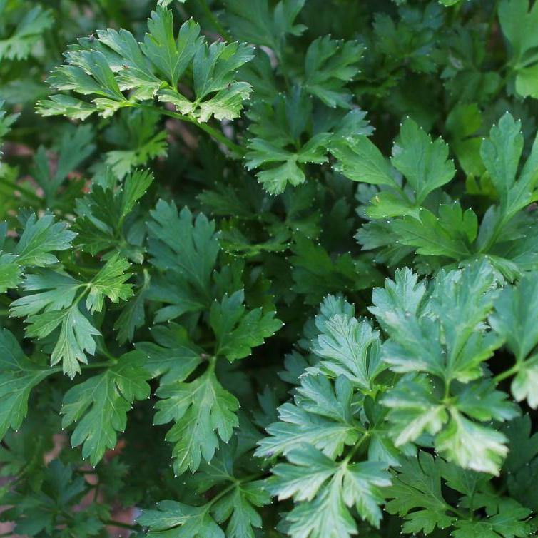 planting italian parsley seeds Parsley Seeds