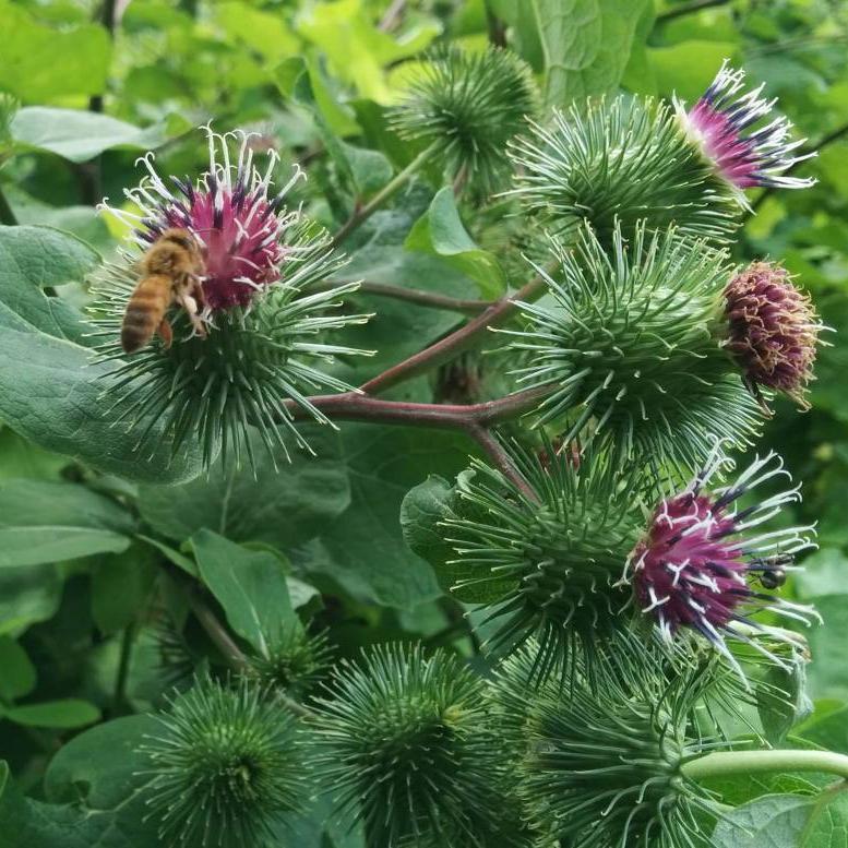 burdock plant seeds Burdock Seeds