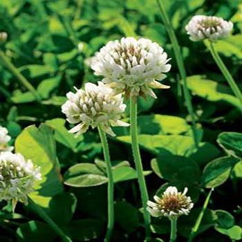 four leaf clover plant seeds Cover Crop