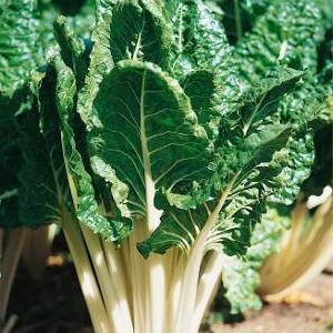 thick seed plant Fordhook Giant Swiss Chard Seeds | Sow True Seed