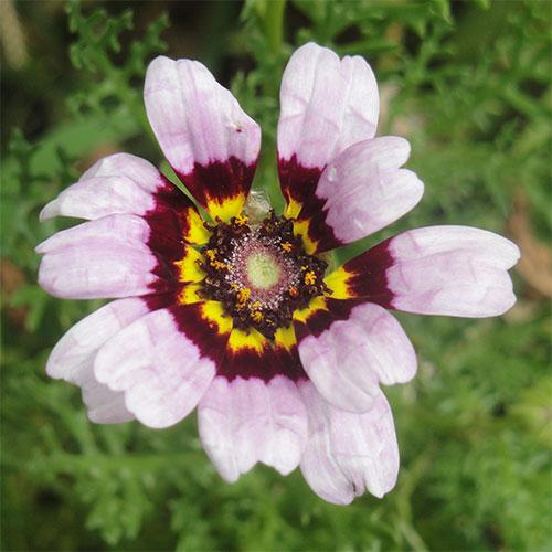 where to plant daisy seeds Daisy seed- Painted : Stunning blooms with contrasting colors. – Sow True Seed