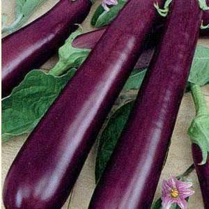 egg plant seed Eggplant Seeds
