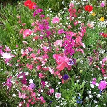 seeds for cutting garden Flower Seed Mix - Cut Flower