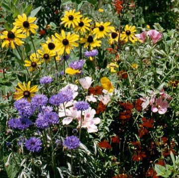 hummingbird haven flower mix seeds Flower Seed Mix