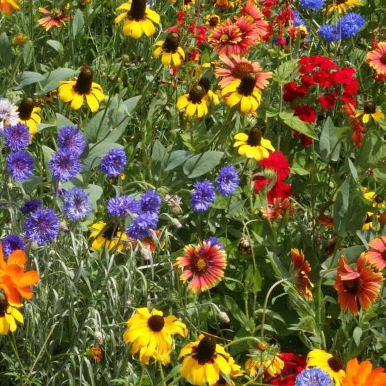 native flower seed mix Southeast Native Mix Flower Mix | Sow True Seed