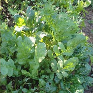 salad plant seeds Herb Salad Mix Lettuce Seeds