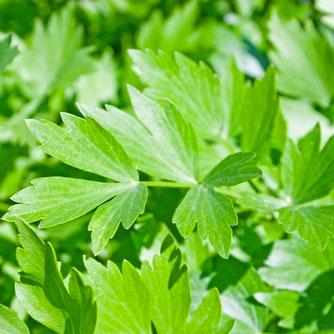 plant some logavano seeds Lovage Herb seeds | Sow True Seed