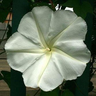 moon flower seeds for sale Moonflower Seeds (Regular)