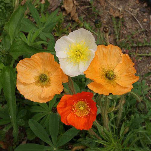 planting icelandic poppy seeds Poppy Seeds