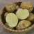 Potato - Yukon Gold - Sow True Seed