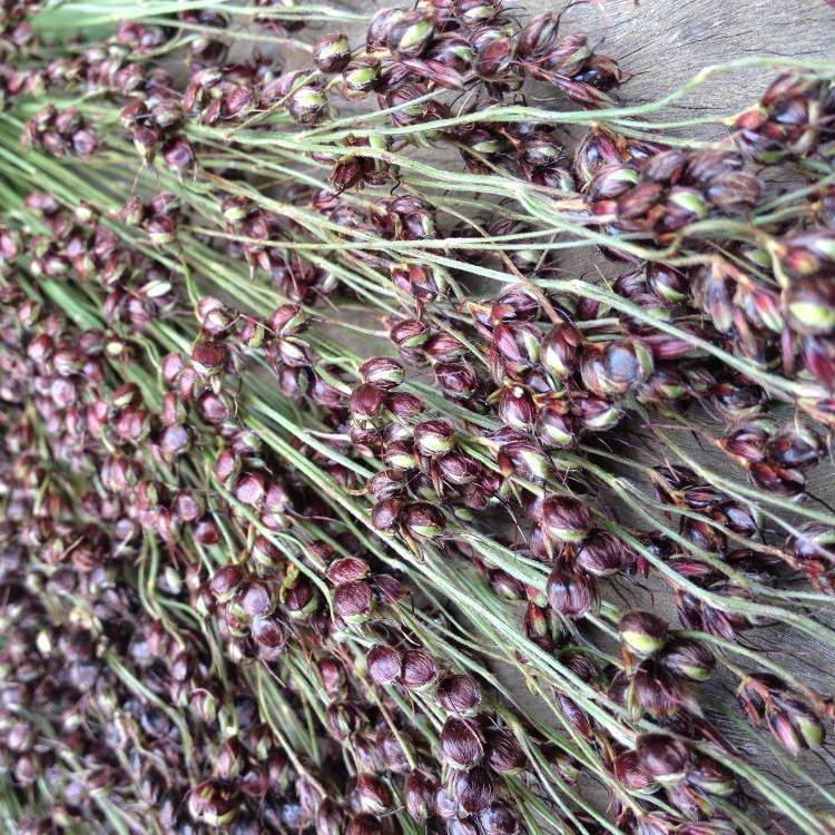 black plant seeds Sorghum Seeds