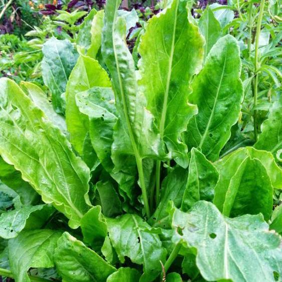 large leaf sorrel herb seeds for planting Sorrel Seeds