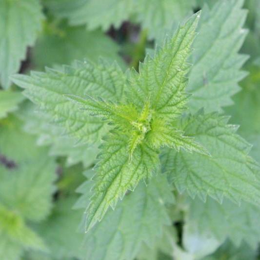 planting nettle seeds Herb Seeds- Stinging Nettle | Sow True Seed