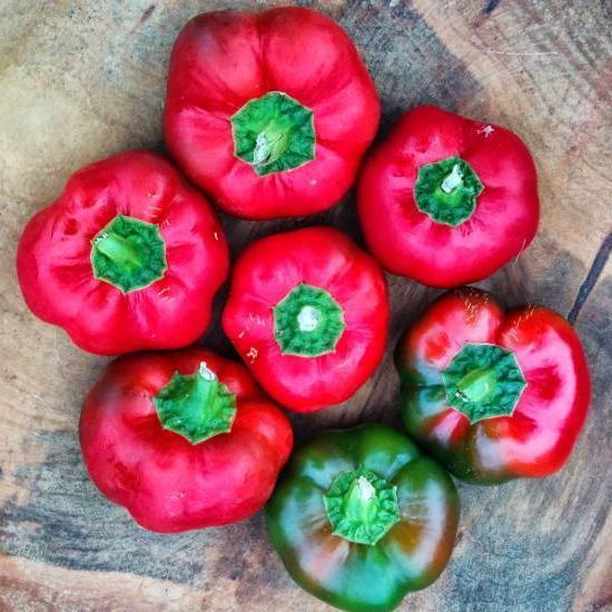 Sweet Pepper Seeds - Ashe County Pimento - Sow True Seed
