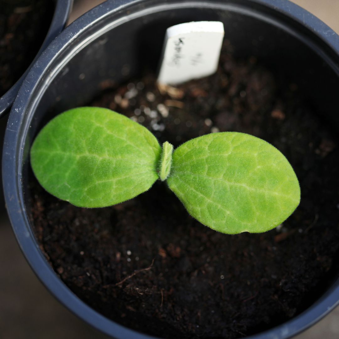 Everything to Know About Squash Seedlings - A Complete Guide