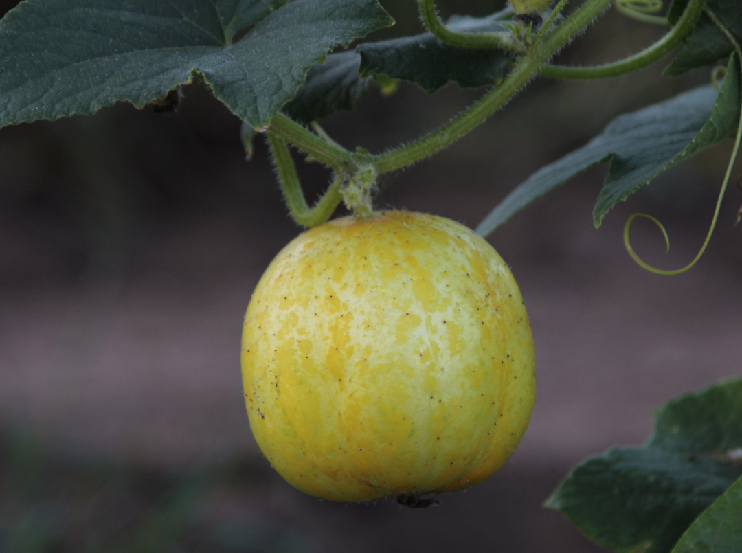 The Gardener's Guide to Growing Lemon Cucumbers