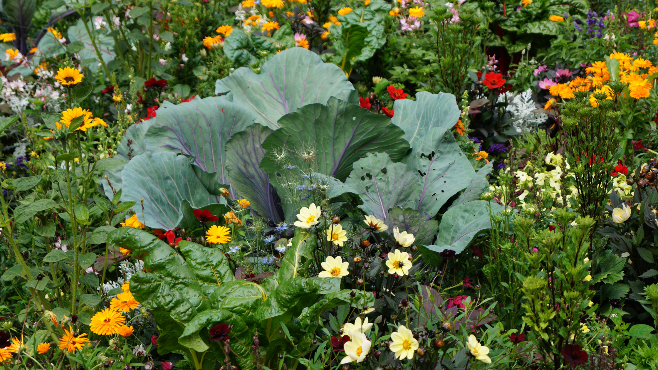 Our Favorite Seeds for Spring Gardens