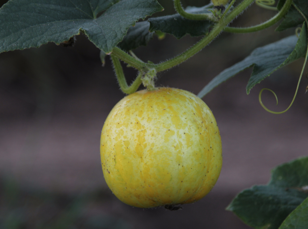 How to Plant and Grow Lemon Cucumbers