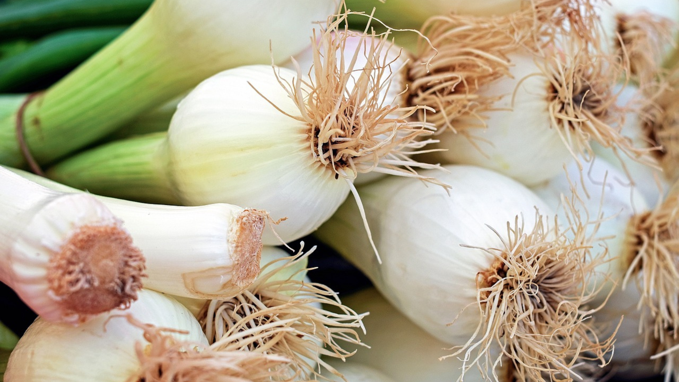 rows of green onions