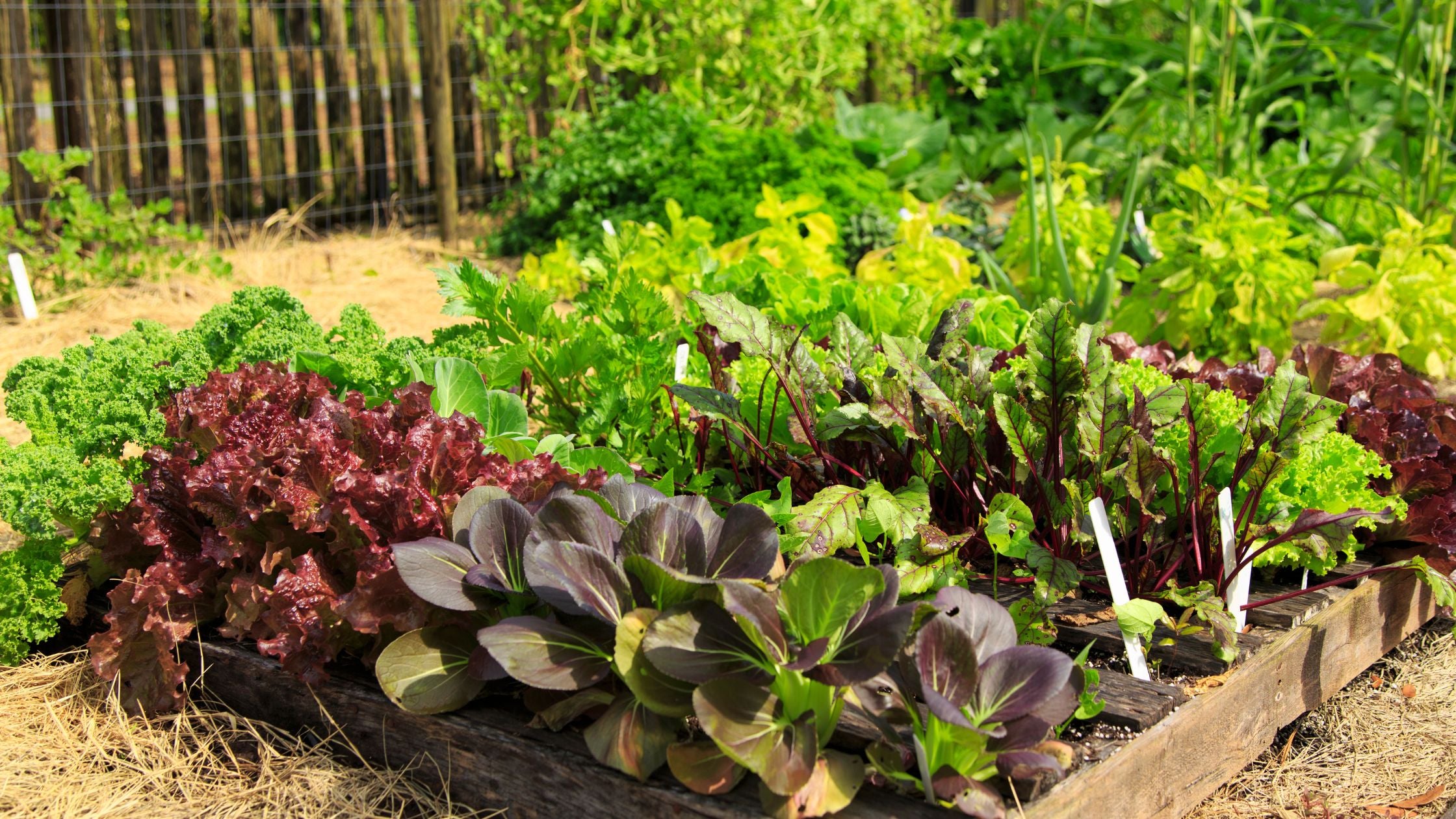 Best Practices for Fall Vegetable Gardening