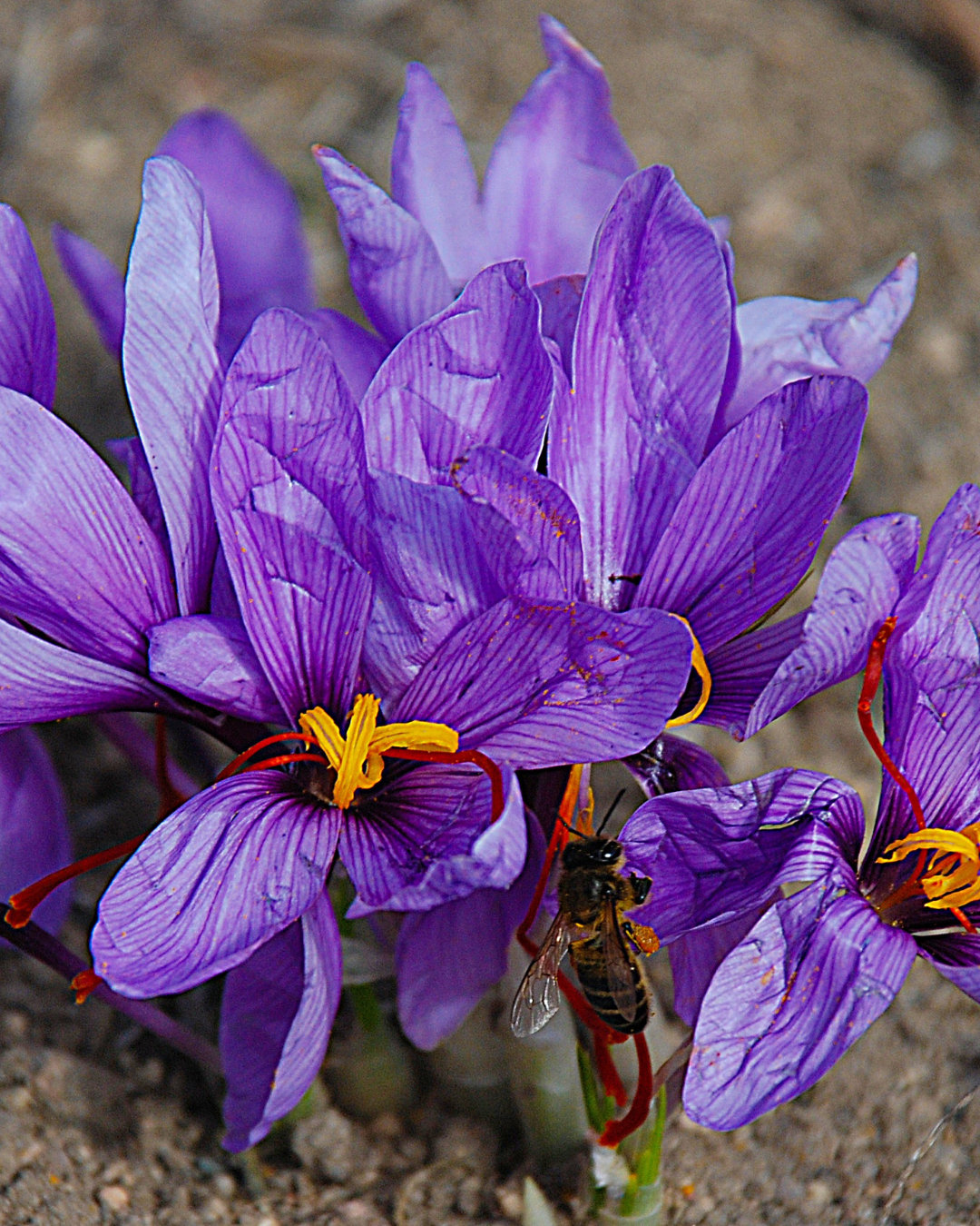 Grow Your Own Saffron