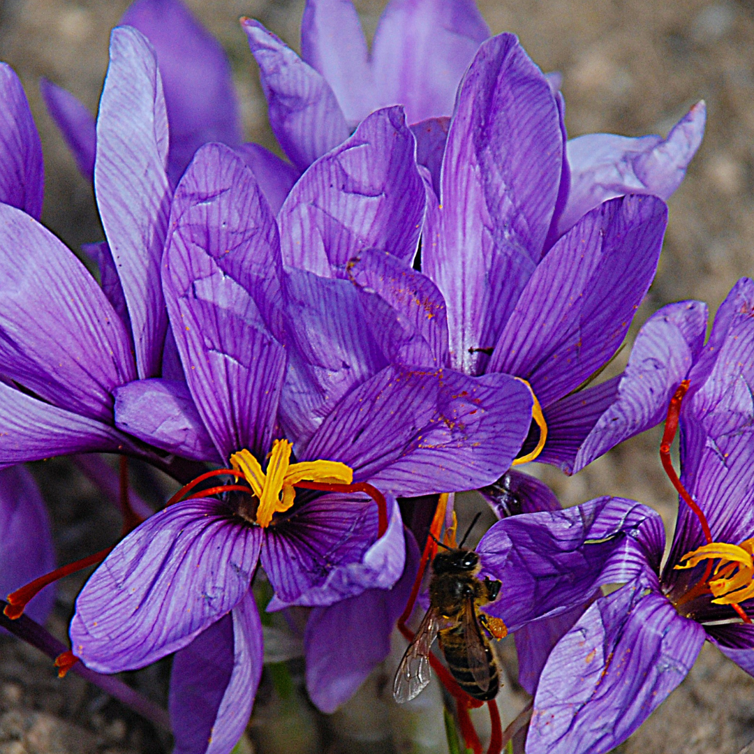 Grow Your Own Saffron