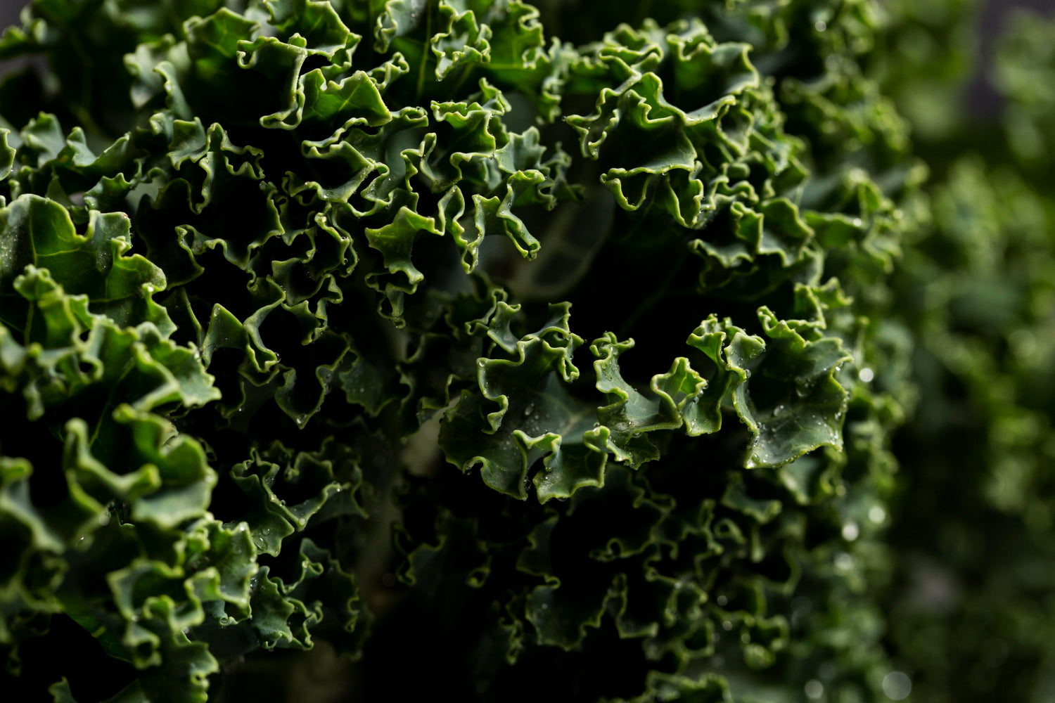 How to Grow Kale From Seed - A Comprehensive Guide