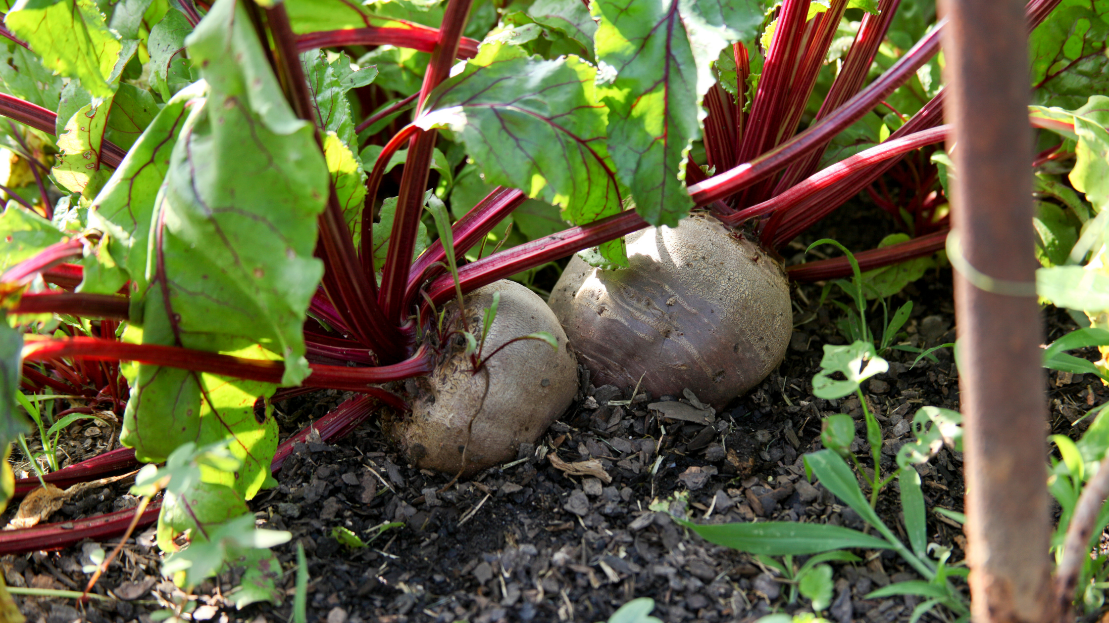 How to Grow Beets