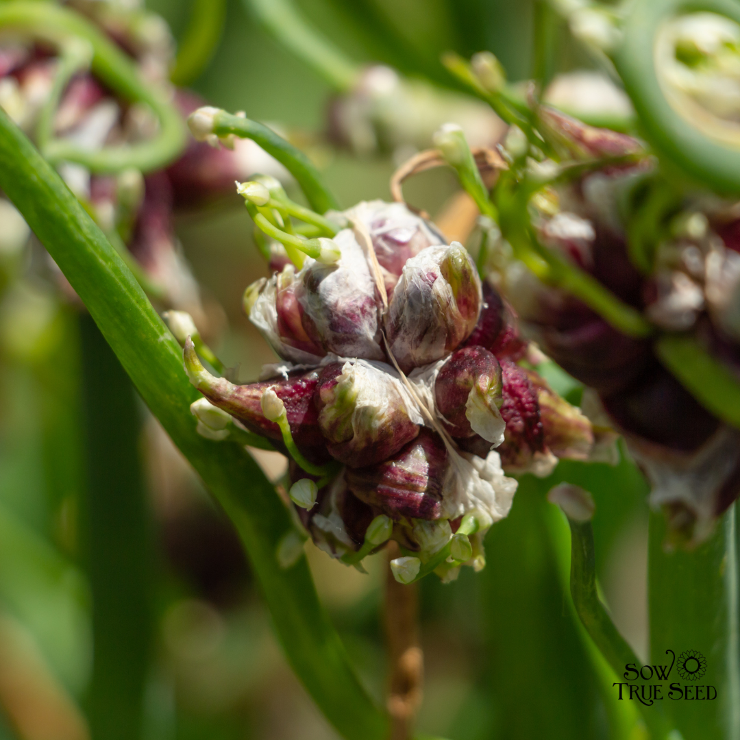 Egyptian Walking Onions: How to Grow This Perennial Allium