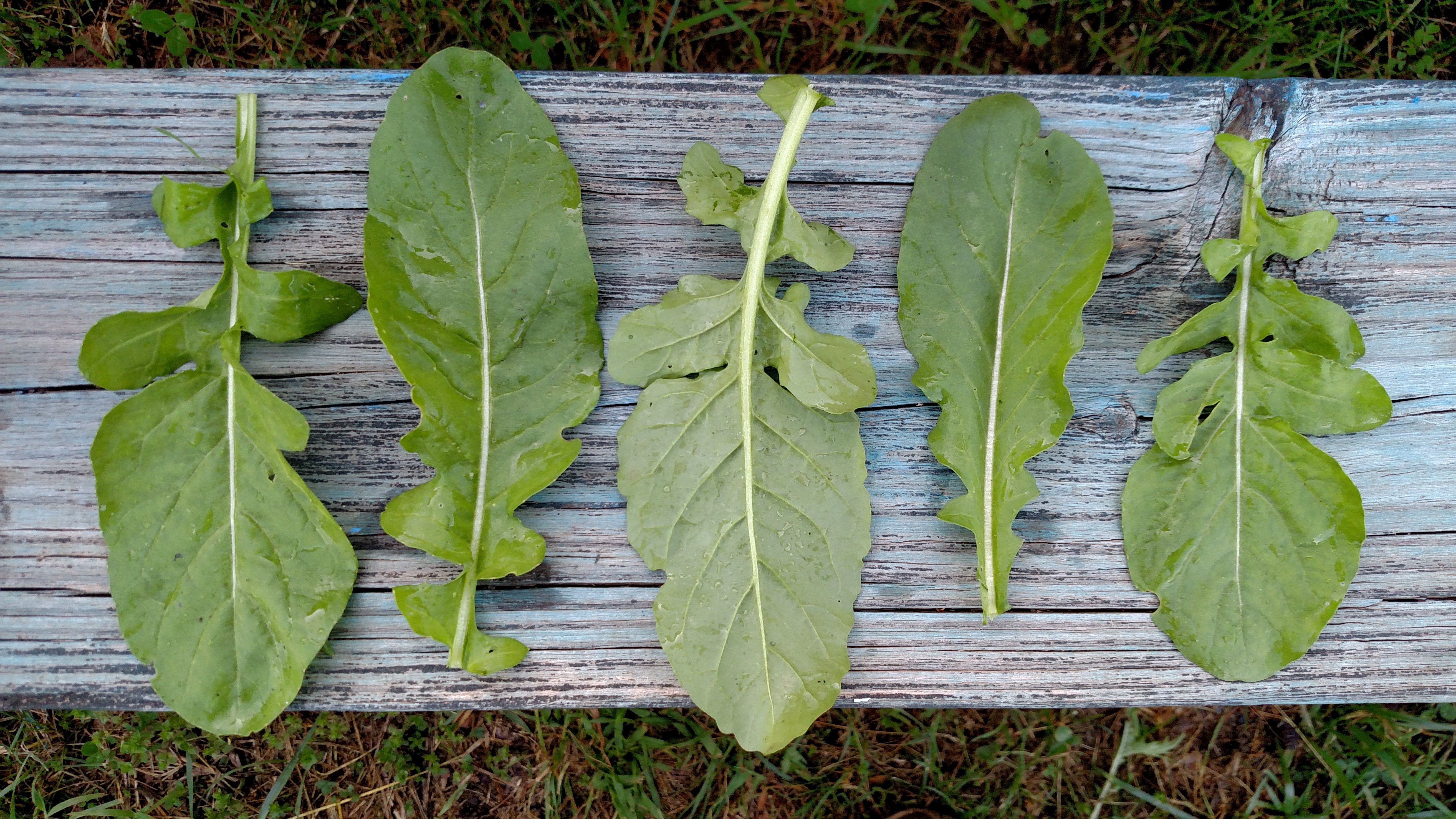 Arugula is a green that has been used since Roman times and only has been mass produced in the last 20 years.