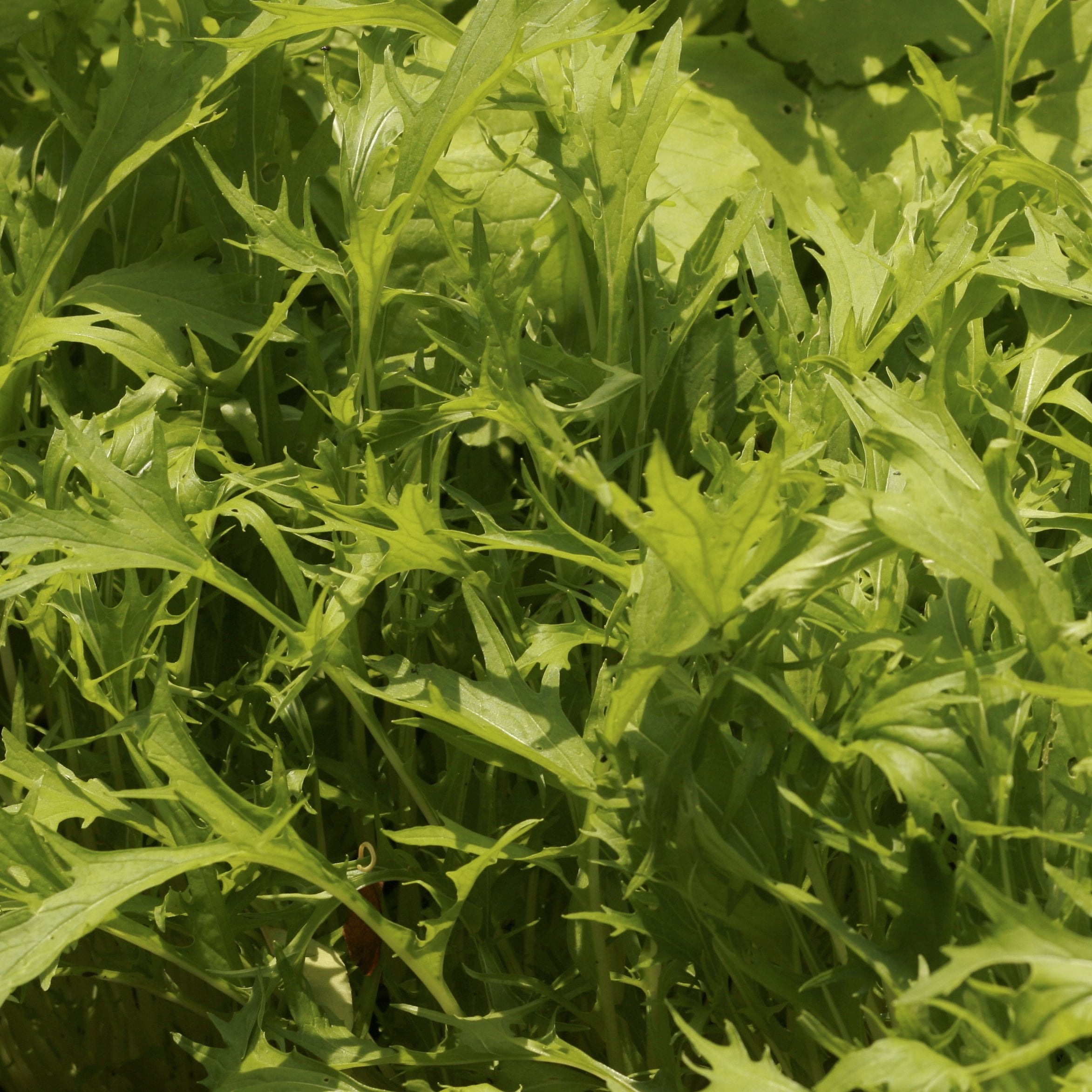 Sow True Seed offers a variety of Asian greens for any stir-fry and salad needs.