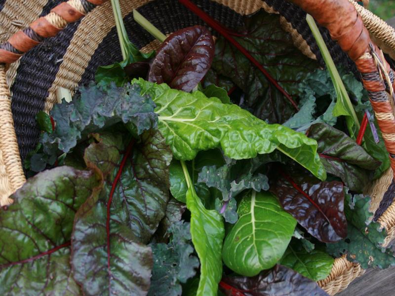 Greens are an easy to grow fall crop: lettuce, mesclun mix, kale, mustard, arugula, mache, and spinach.