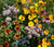 Growing wildflowers is great for your gardens health and benefits pollinators. 