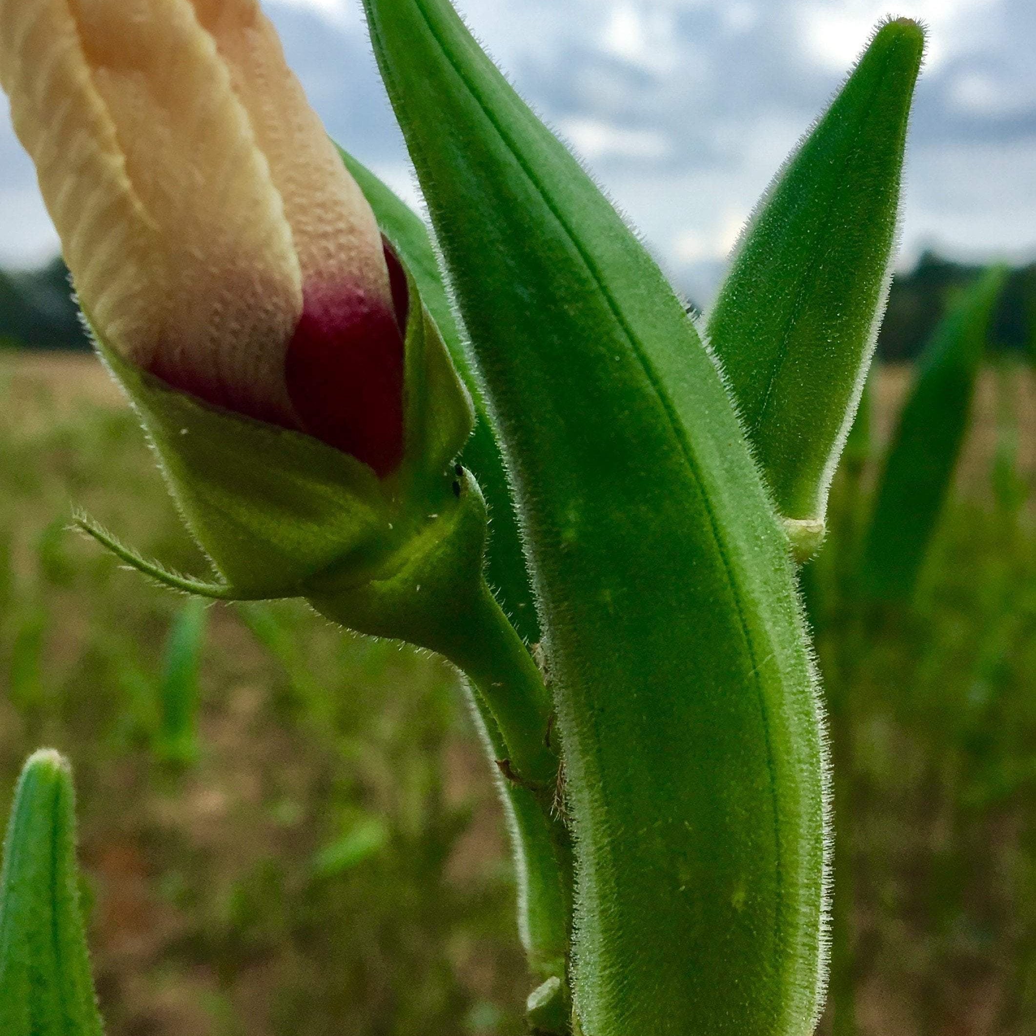 Non GMO, USDA organic, heirloom, and open pollinated varieties of okra available at Sow True Seed Asheville NC. 