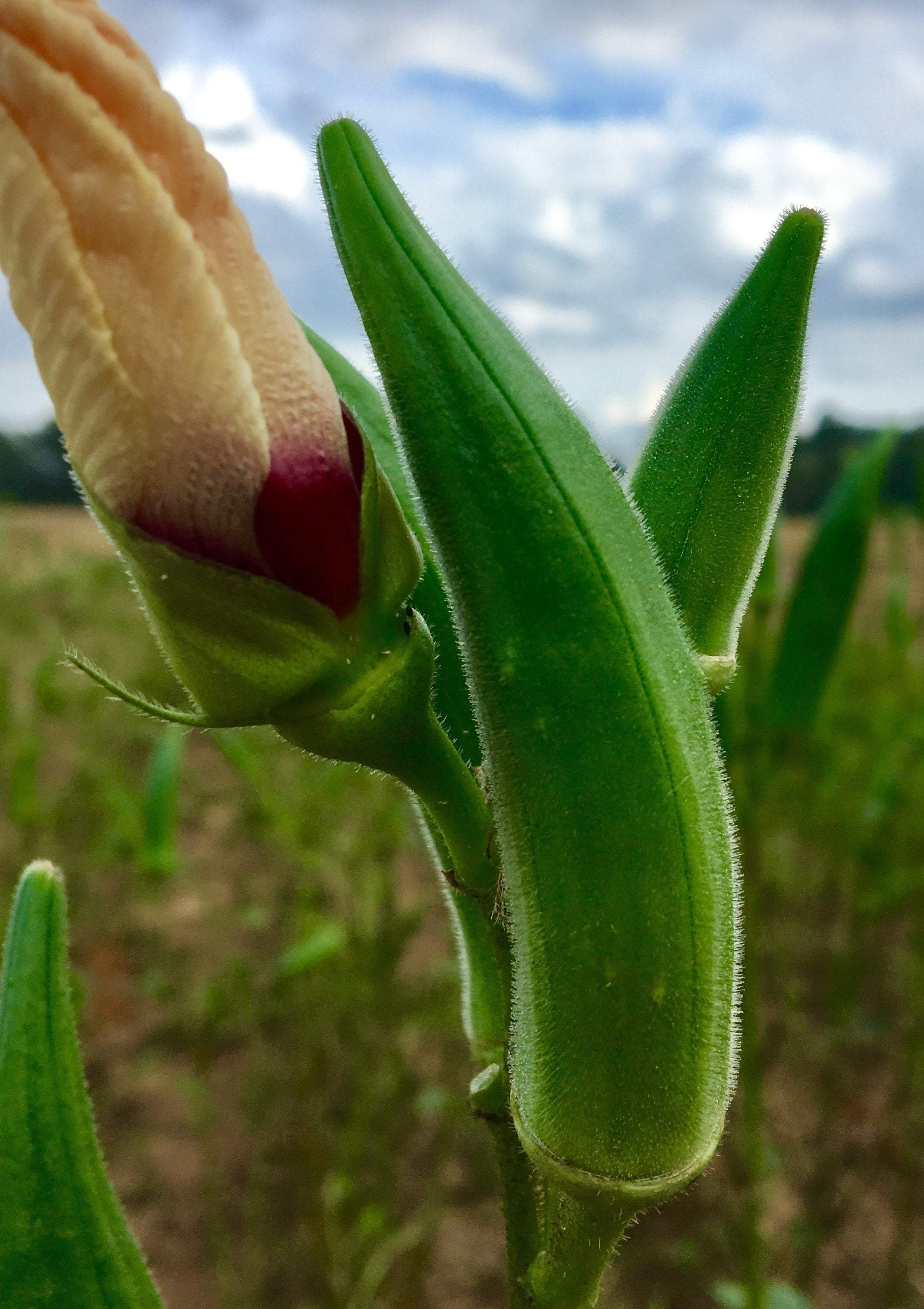 Non GMO, USDA organic, heirloom, and open pollinated varieties of okra available at Sow True Seed Asheville NC. 