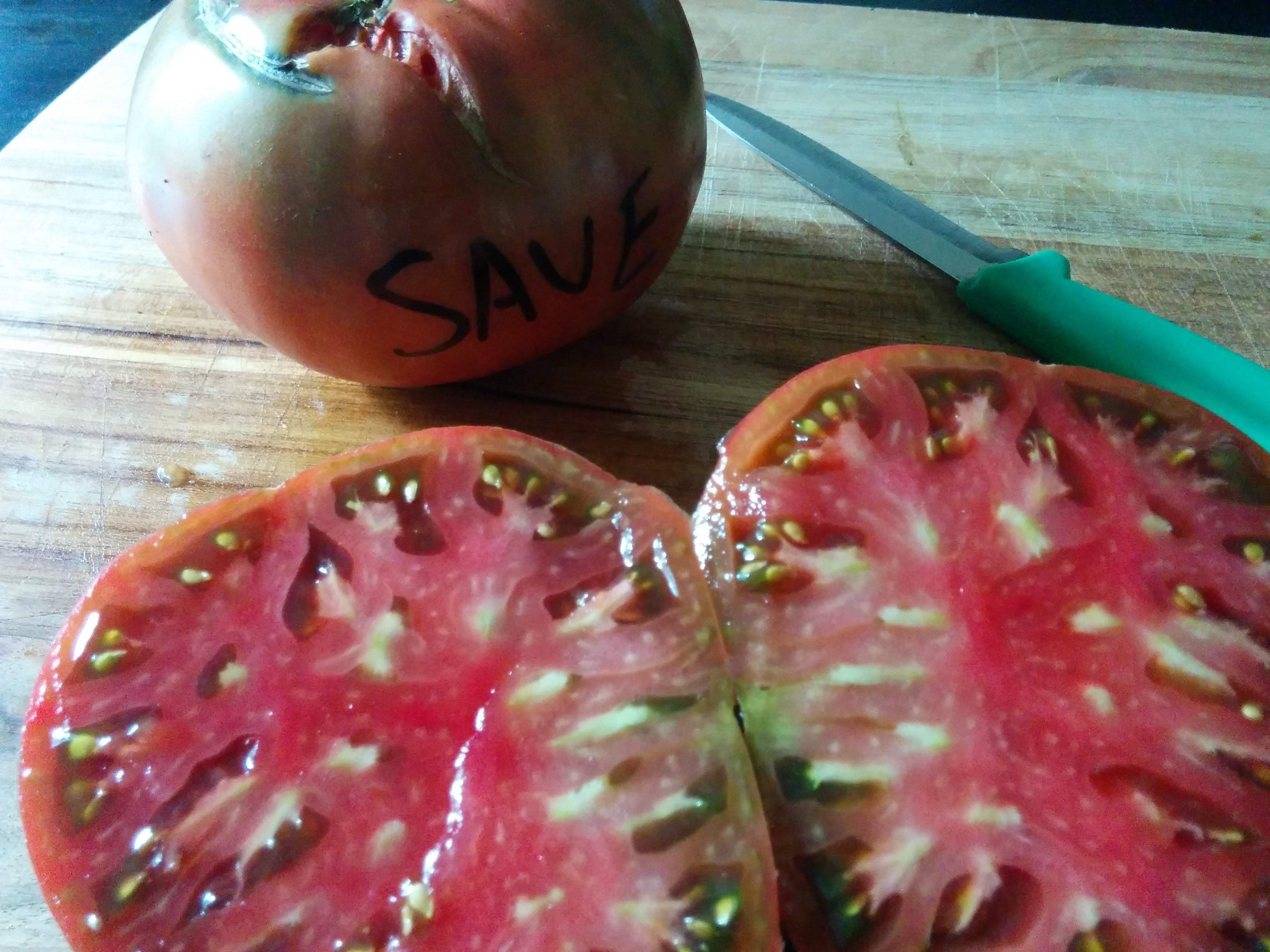 Tomato seed saving with Sow True Seed Asheville NC. 