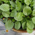 Growing Creasy Greens: A Guide to Your New Garden Favorite
