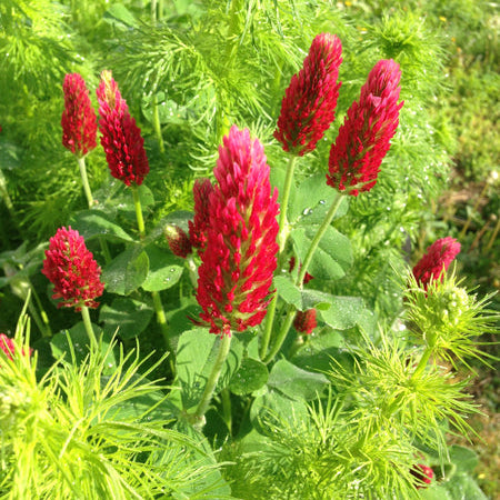 How Do I Use Cover Crops?
