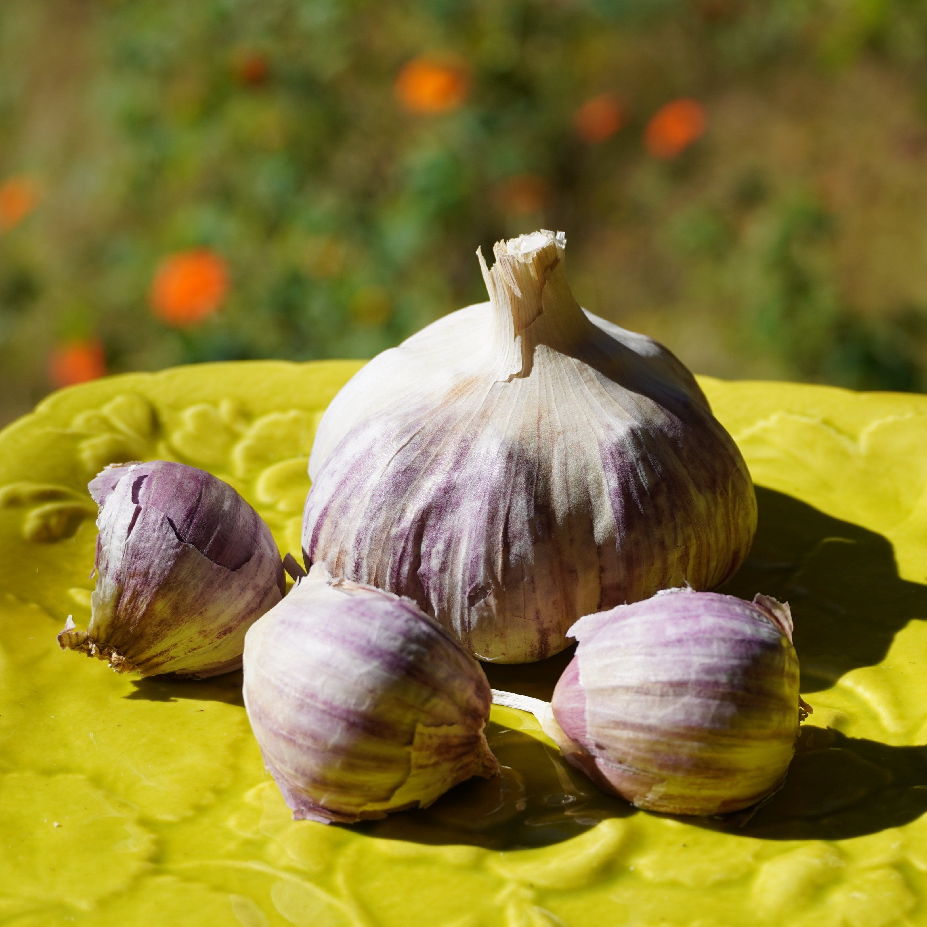How Much Seed Garlic Do I Need?